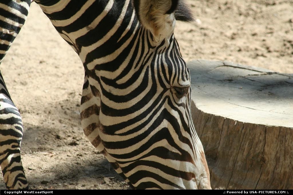 Picture by WestCoastSpirit: San Diego California   zoo, balboa, wildlife