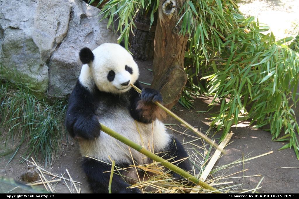 Picture by WestCoastSpirit: San Diego California   panda, bear, zoo, bamboo, asia