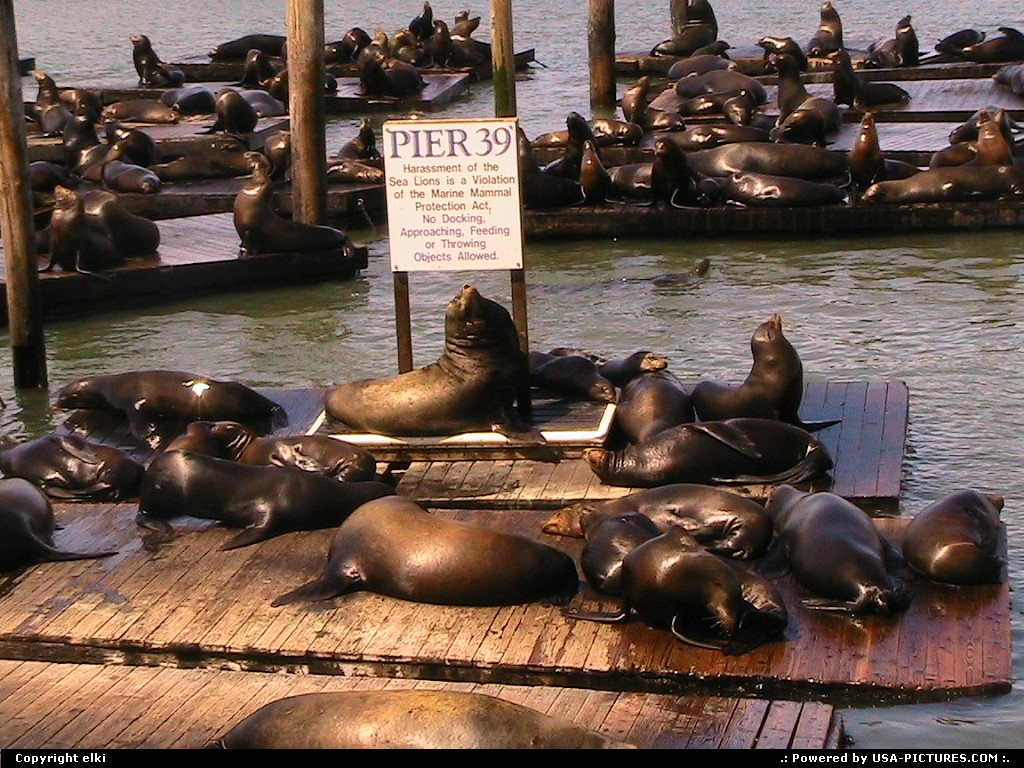 Picture by elki: San Francisco California   sea lions san francisco pier 39