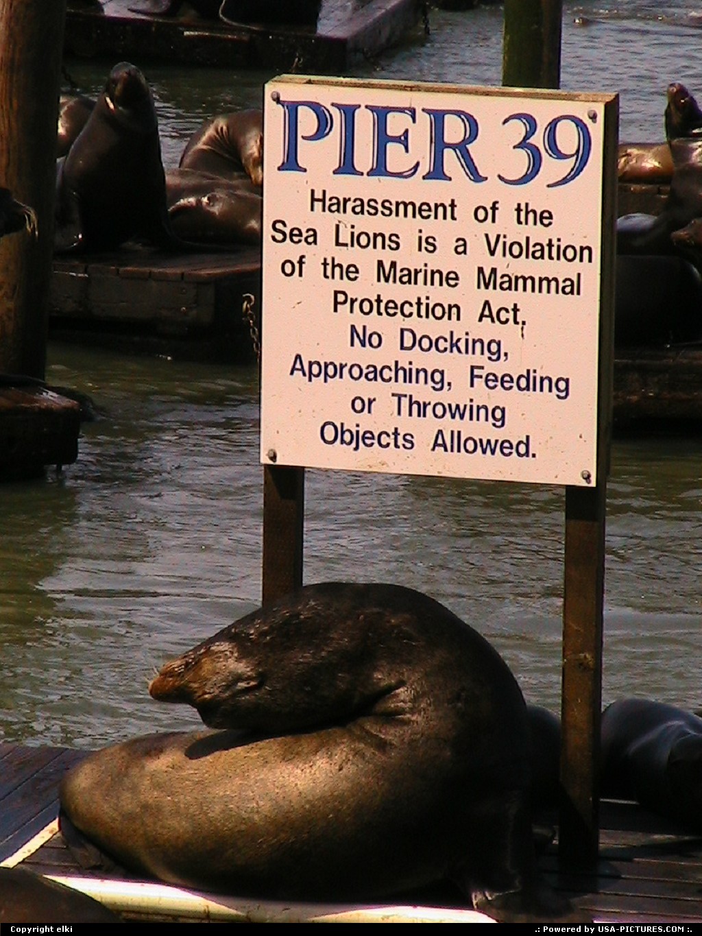 Picture by elki: San Francisco California   sea lions san franciso pier 39