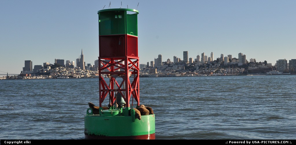 Picture by elki: San Francisco California   sea lions, san francisco, boat