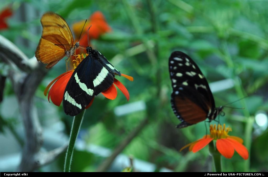 Picture by elki: San Francisco California   butterflies rainforest golden gate park san francisco