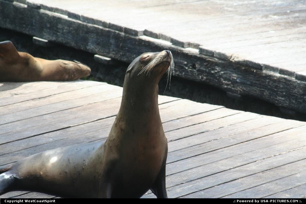 Picture by WestCoastSpirit: San Francisco California   pier, sea lion