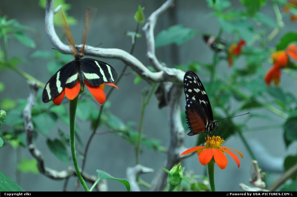 Picture by elki: San Francisco California   butterflies rainforest golden gate park san francisco