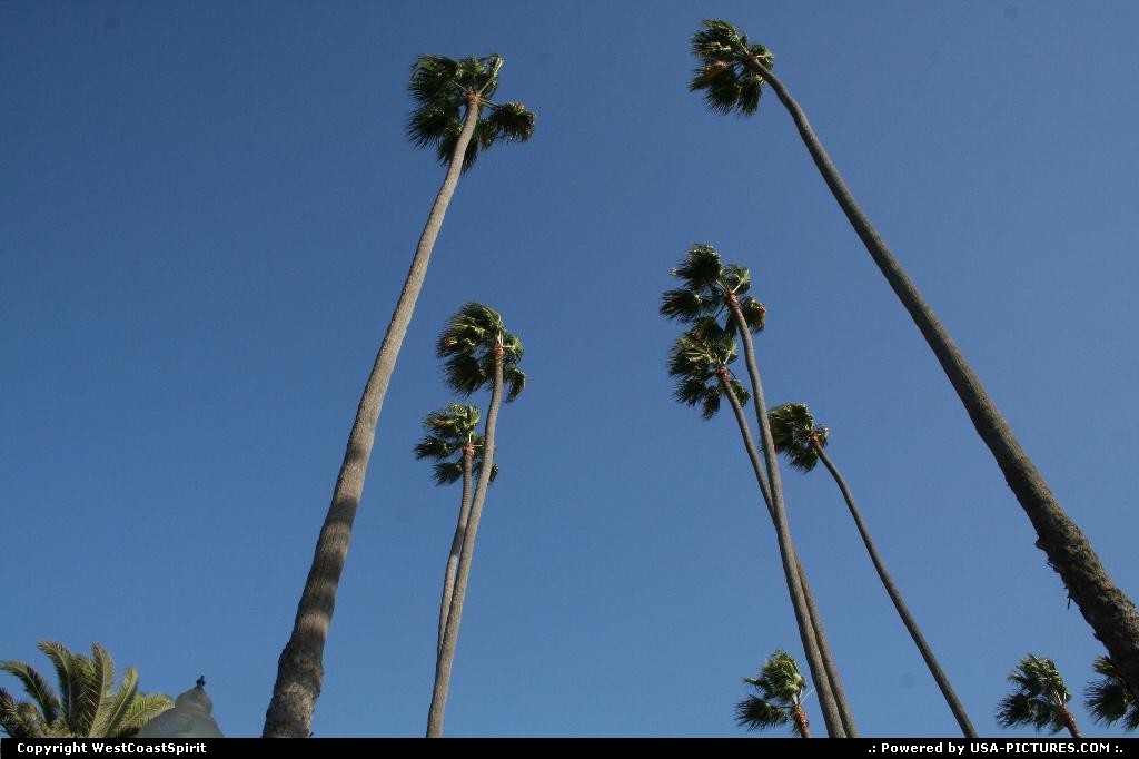 Picture by WestCoastSpirit: Santa Monica California   beach, surf, LA, park, roller, plams