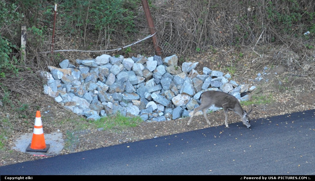 Picture by elki: Sausalito California   sausalito, deer