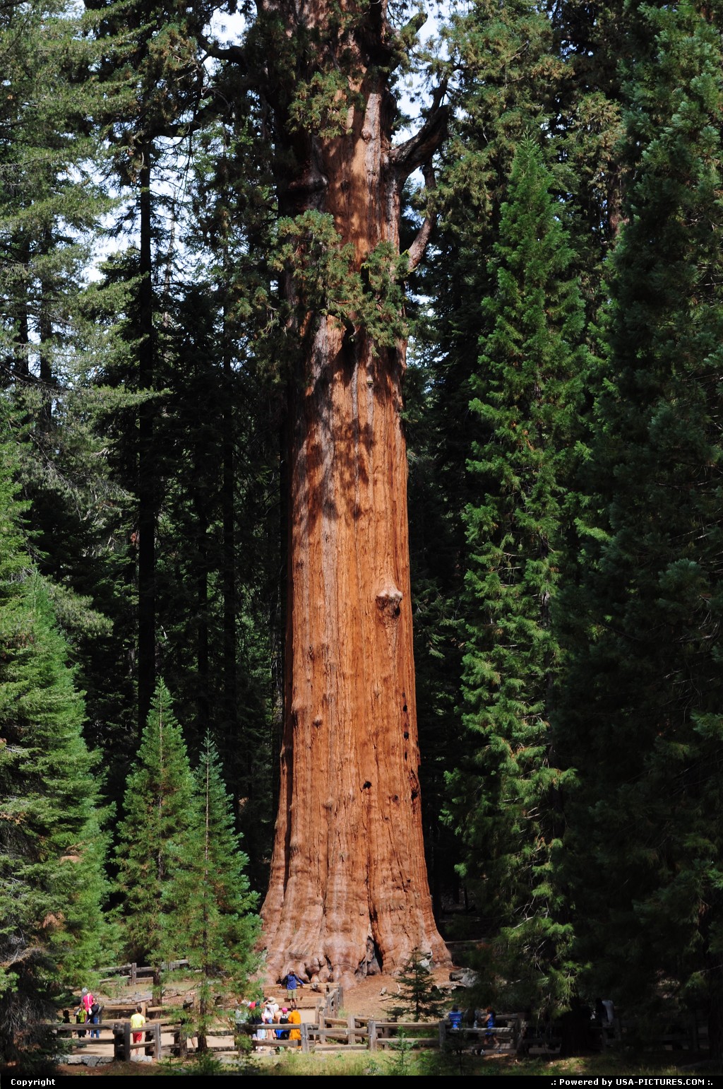 Picture by elki:  California Sequoia  General sherman Sequoia National Park
