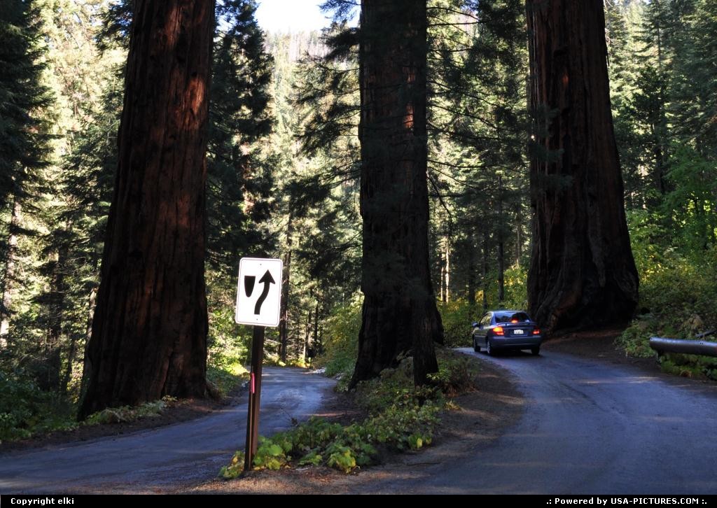Picture by elki:  California Sequoia  sequoia