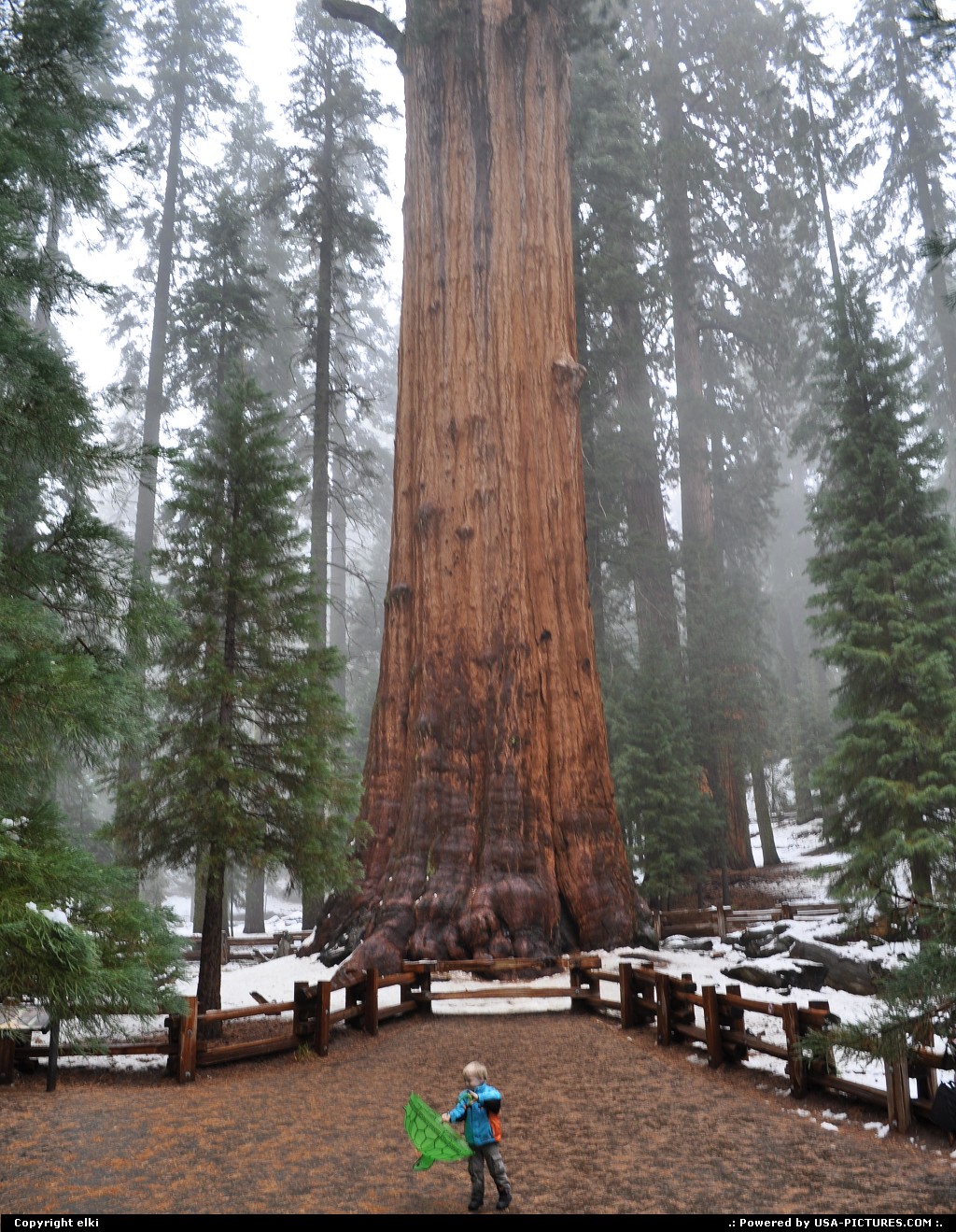 Picture by elki:  California Sequoia  general shermann tree