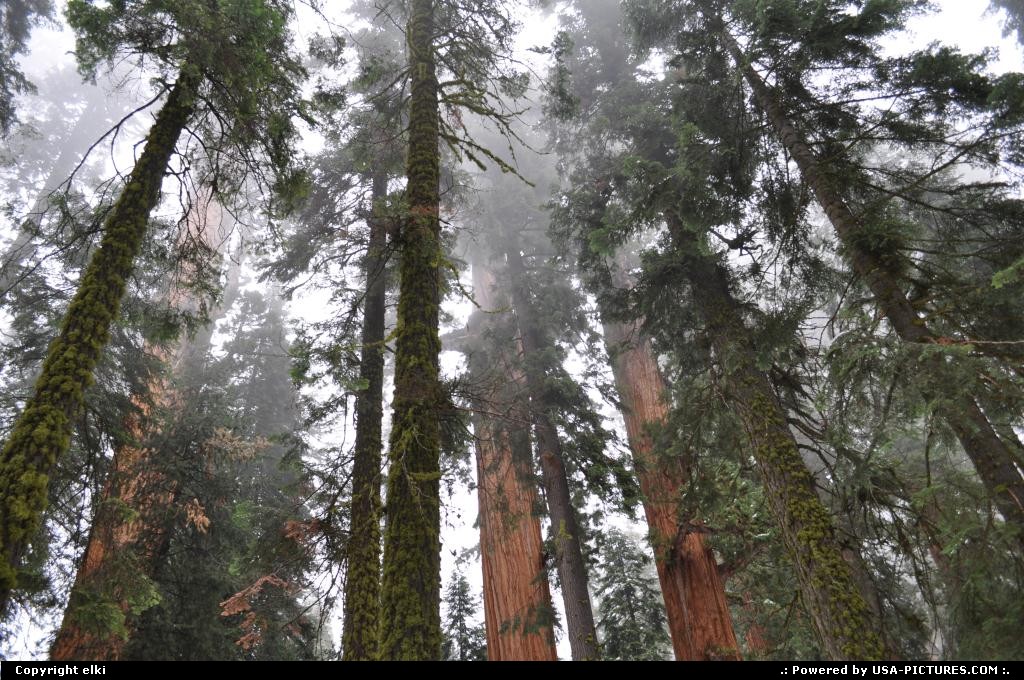 Picture by elki:  California Sequoia  Sequoia National park