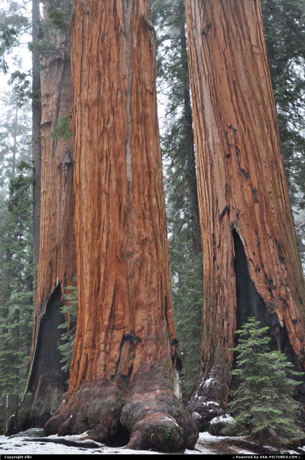 Picture by elki:  Californie Sequoia  Sequoia National park