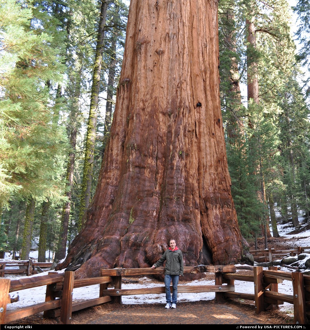 Picture by elki:  California Sequoia  sequoia national park General sherman tree