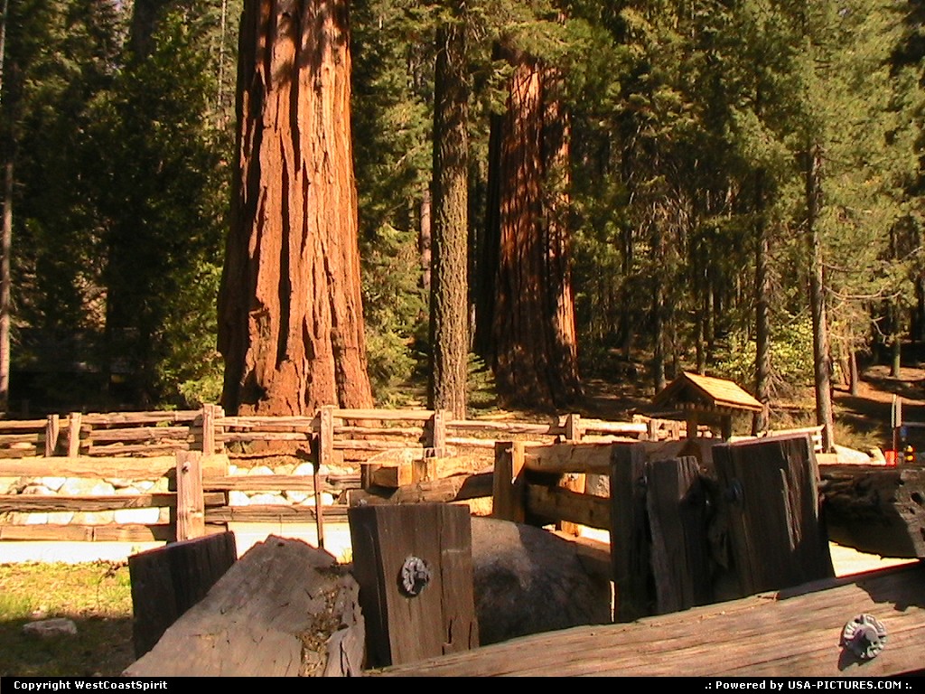Picture by WestCoastSpirit:  California Sequoia  tree, sequoia, redwood