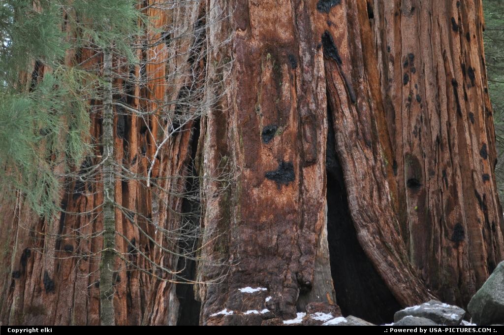 Picture by elki:  California Sequoia  sequoia national park