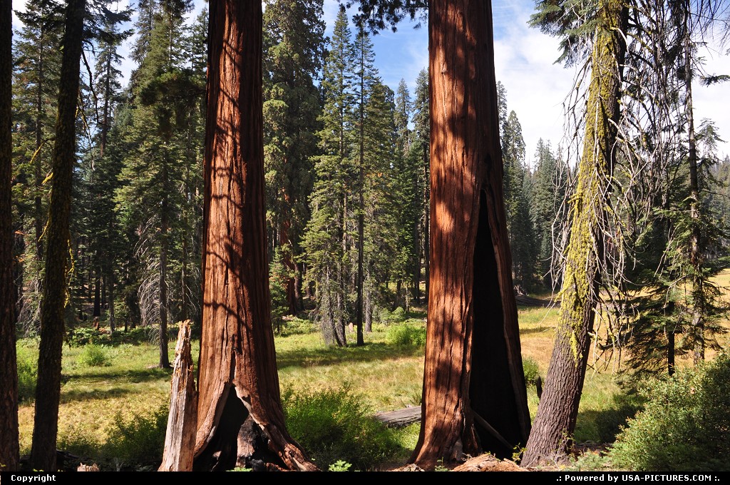Picture by WestCoastSpirit:  California Sequoia  crescent meadow, bears, cub, nps