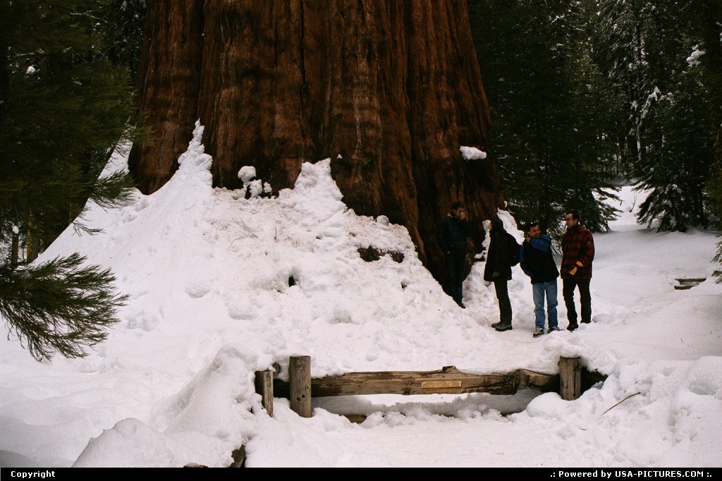 Picture by WestCoastSpirit:  California Sequoia  sequoi, nps, park, snow, general chairman