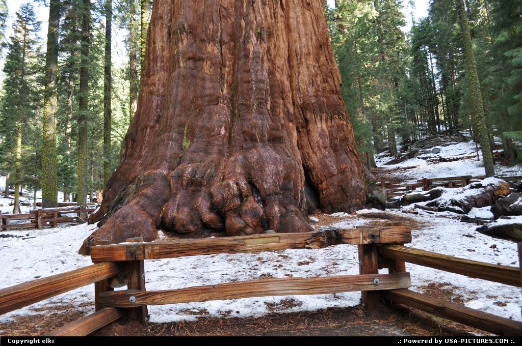 Picture by elki:  Californie Sequoia  sequoia