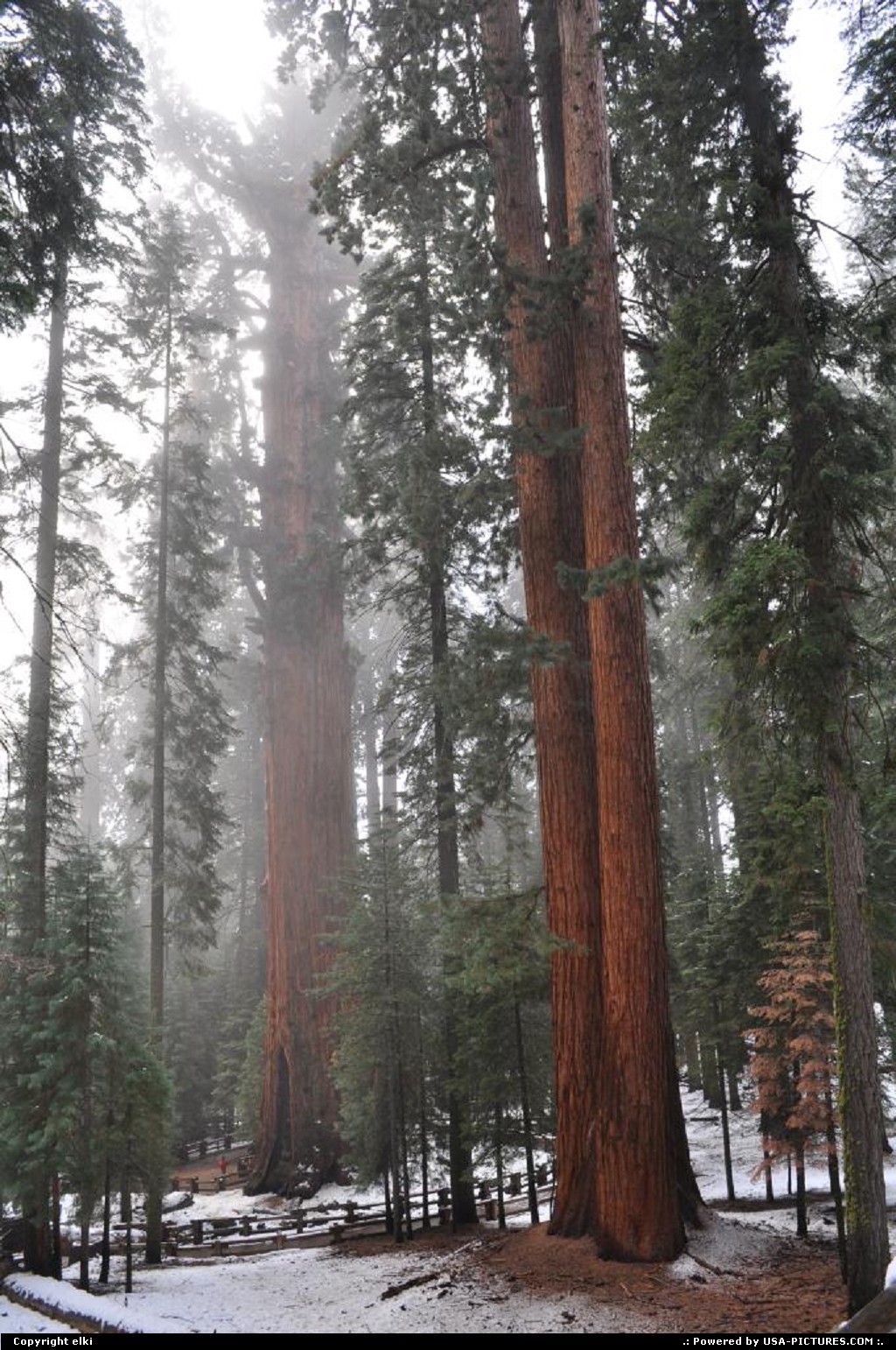 Picture by elki:  California Sequoia  sequoia national park