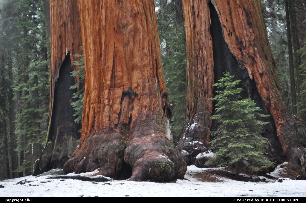Picture by elki:  California Sequoia  