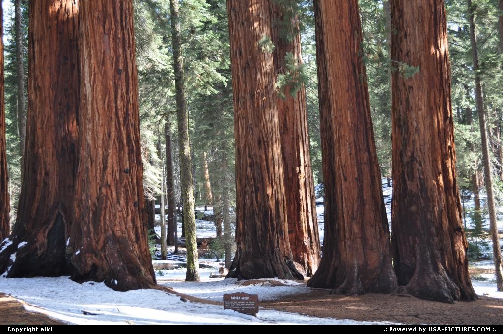 Picture by elki:  California Sequoia  sequoia national park, parker group