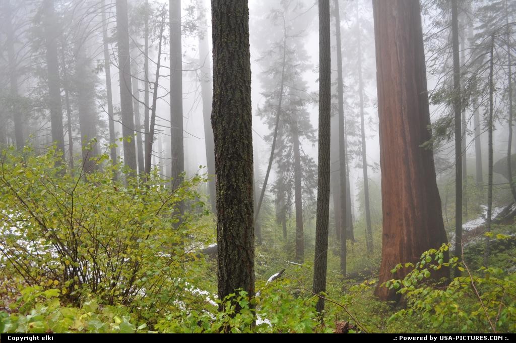 Picture by elki:  California Sequoia  