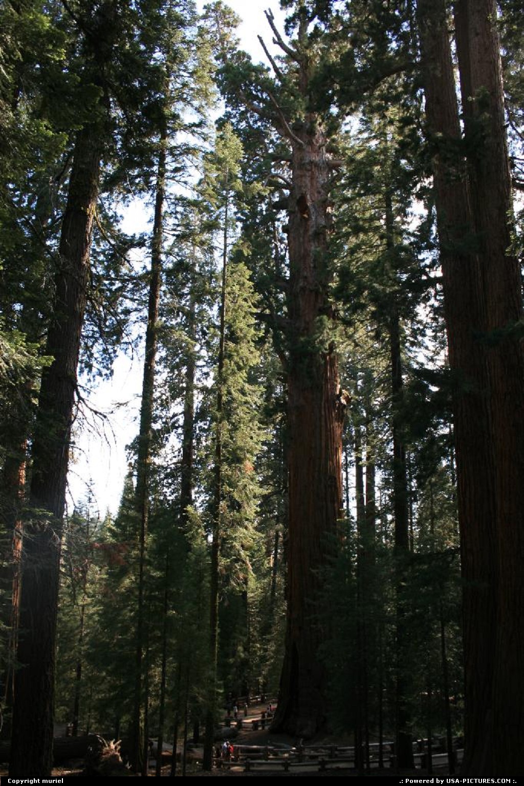 Picture by muriel:  California Sequoia  