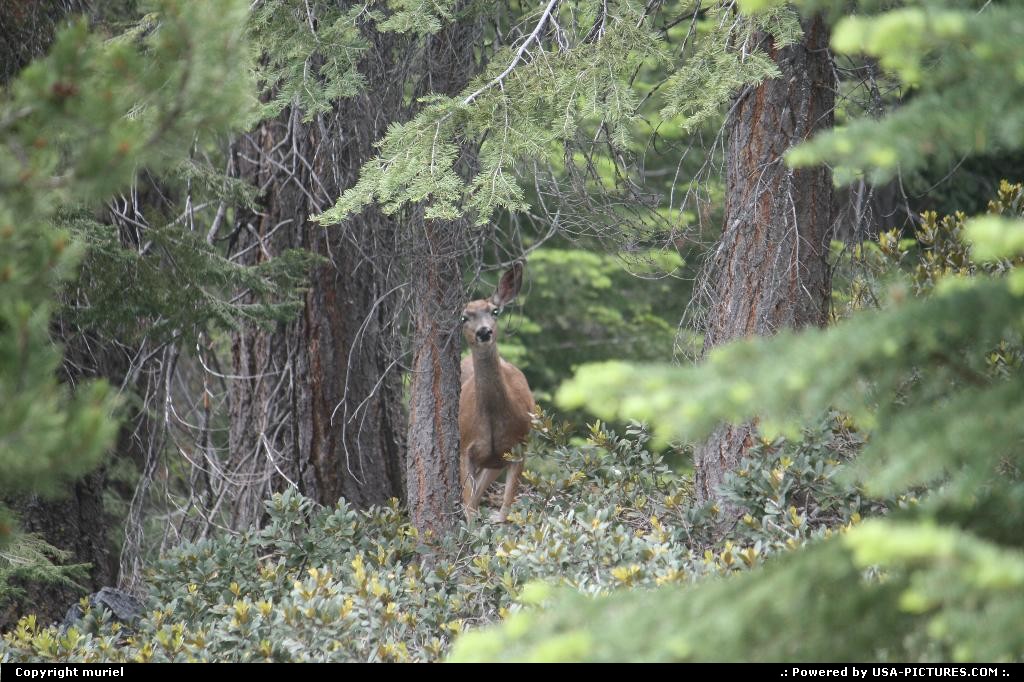 Picture by muriel:  Californie Sequoia  Biche