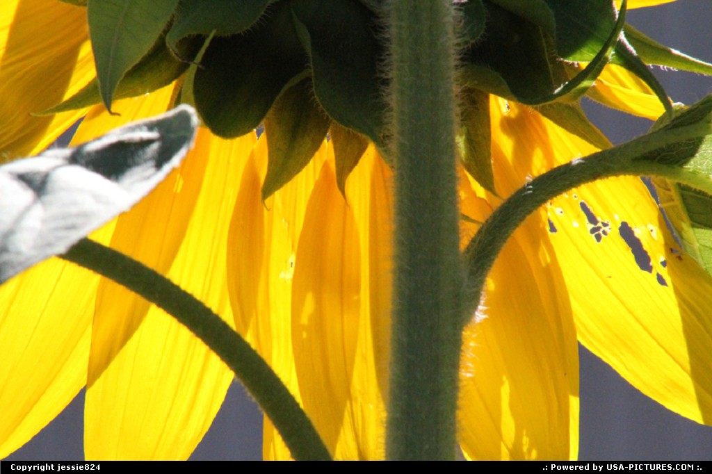Picture by jessie824: Washington Dct-columbia   flower, sunflower, nature, yellow, petals