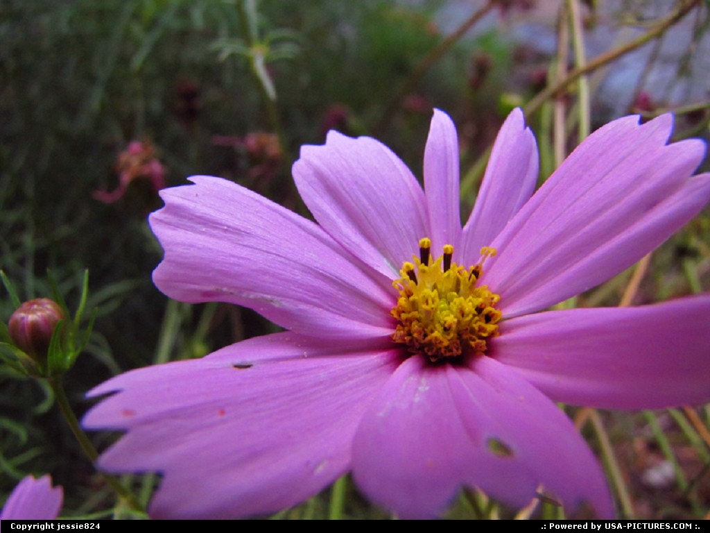Picture by jessie824: Washington Dct-columbia   flower, garden, nature, pink