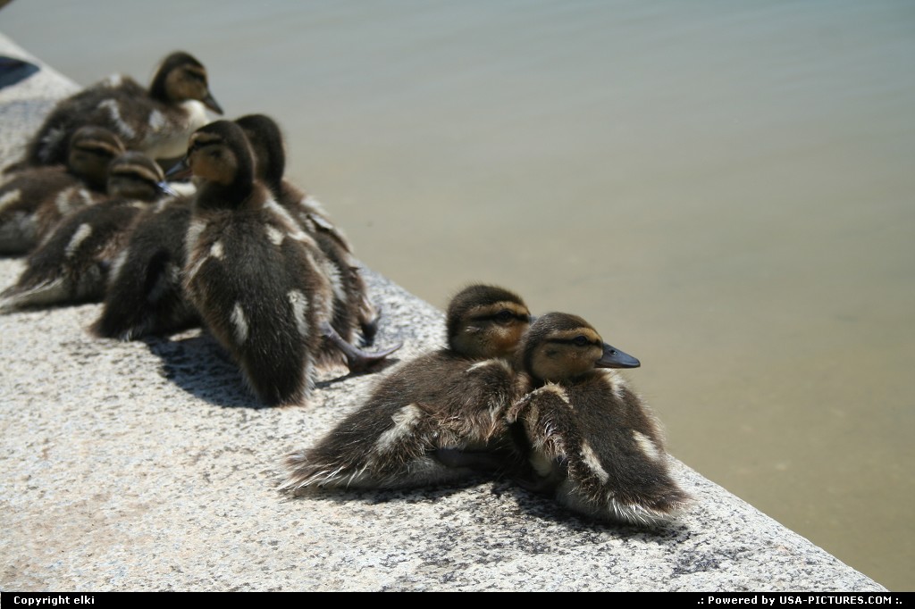 Picture by elki: Washington Dct-columbia   washington ducks