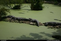 The gator line at Everglades National Park. Quite impressive beast!