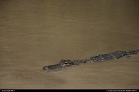 Gator at Everglades