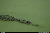 Photo by elki |  Everglades gator