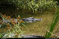 Photo by elki |  Everglades gator