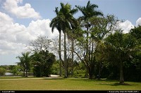 Photo by elki |  Everglades palm