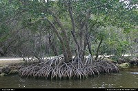 Photo by elki |  Everglades mangrove
