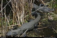 Photo by elki |  Everglades alligator, gator
