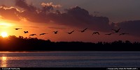 Photo by MnMCarta | Jacksonville  sunrise,geese,nature,light,sillouette,birds,geese,canadian,river,