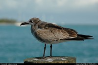 Key West : Bird watching in the Florida Keys. For webgallery: www.caribbean-editions.nl