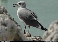 Florida, Bird watching in the Florida Keys. For webgallery: www.caribbean-editions.nl