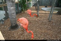 Photo by elki | Miami  Miami pink flamingo