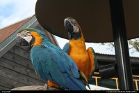 Photo by elki | Miami  Miami seaquarium parrot
