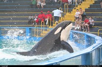 Whales Killer show @ seaquarium miami