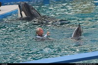 Miami : Whales killer show @ miami aquarium