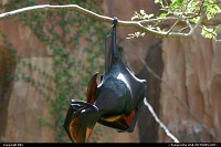 Amazing bat at Disney Animal Kingdom