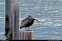 , St. Petersburg, FL, Pelican at St Pete Pier