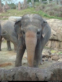 An elephant.