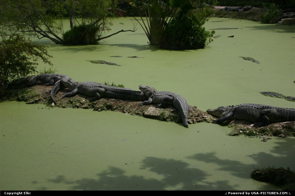 Picture by elki:  Floride Everglades  crocodilles