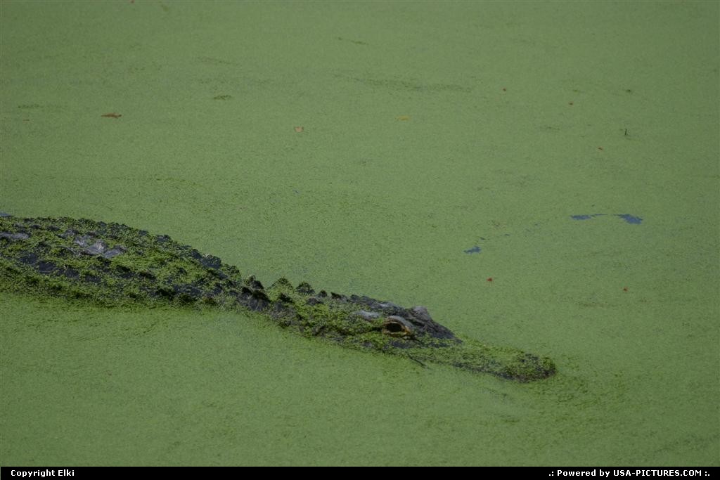 Picture by elki:  Florida Everglades  gator