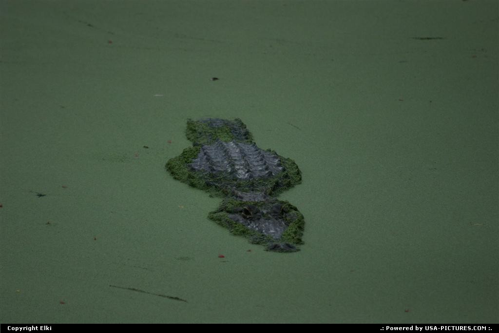 Picture by elki:  Florida Everglades  gator
